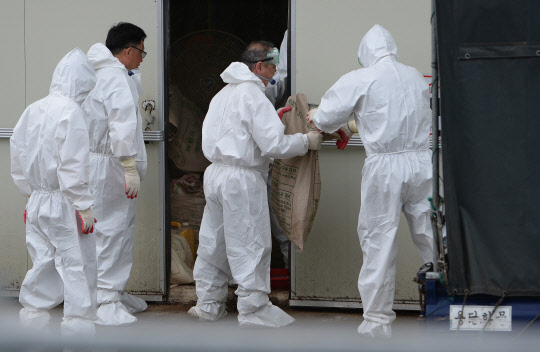 6일 오후 제주시 오라2동의 한 양계장에서 흰색 방역복을 입은 공무원들이 닭들을 잡아 포대에 담아서 밖으로 꺼내고 있다. 이 닭들은 모두 도살 처분된다.